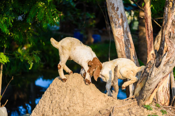 Baby Goat kidding in the farm