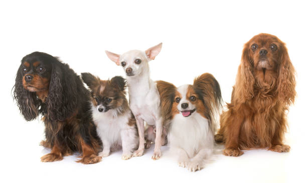 istock group of little dogs 670915196