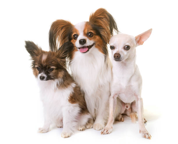 istock papillon dogs and chihuahua 670915514