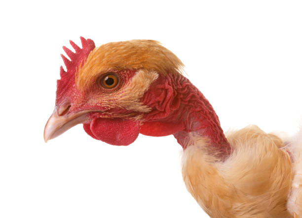 istock Naked Neck chicken 670916716