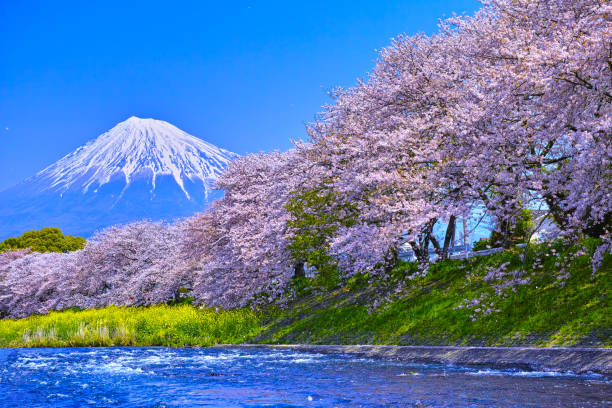 istock Mt. Fuji seen from the cherry blossoming Urui river 670920292