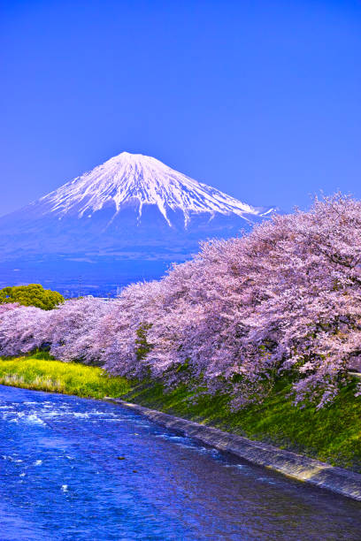 istock Mt. Fuji seen from the cherry blossoming Urui river 670920620