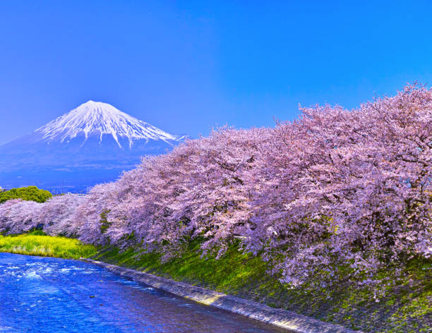 istock Mt. Fuji seen from the cherry blossoming Urui river 670920714