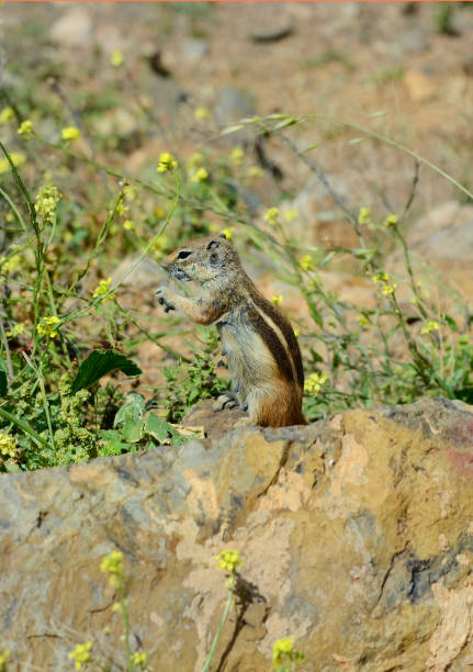 istock Spain, Zoology, animal 670925464