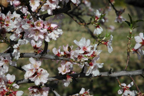 istock Almond blossom in Spain 670930690