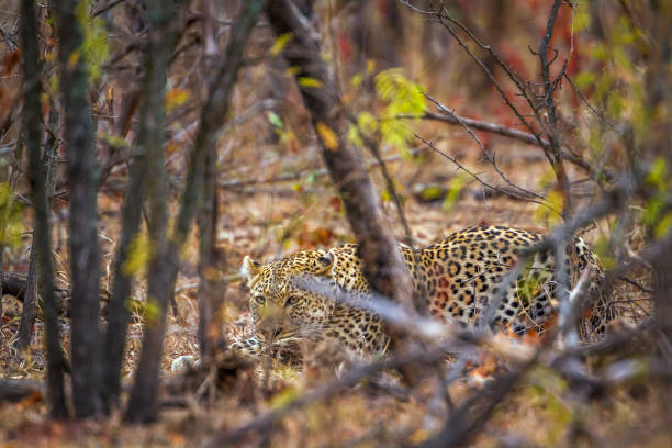 istock Leopard in Kruger National park, South Africa 670935168