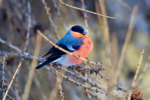 un ciuffolotto nell'albero - A Bullfinch on the tree