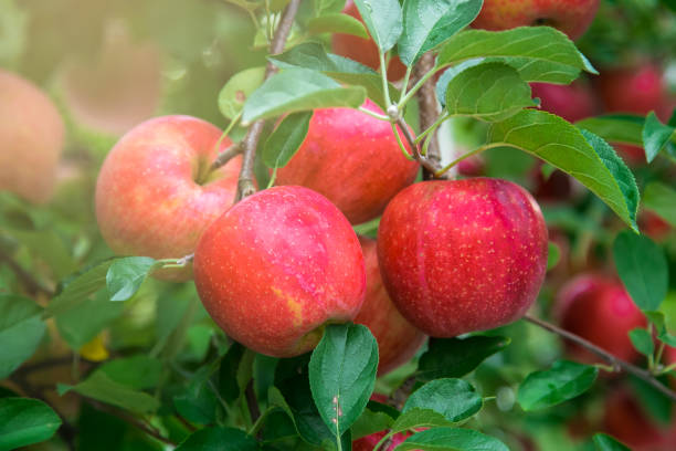 sol de arboledas de apple en japón - honshu fotografías e imágenes de stock