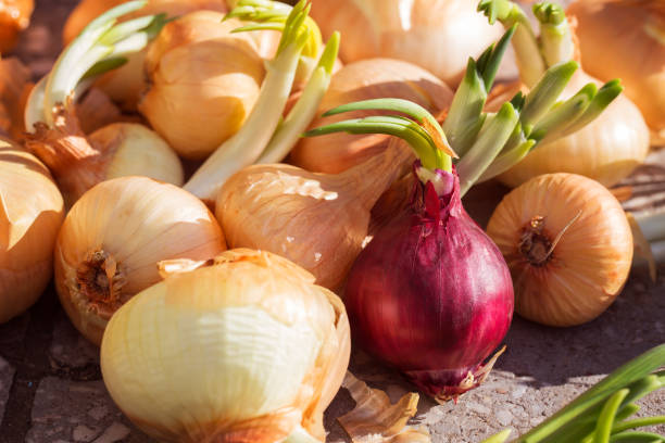 istock Colorful onions with green sprouts 670946324