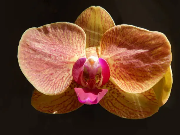 Closeup on an orange orchid with marsala red stripes and central petal