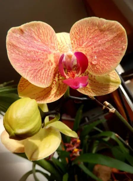 Closeup on an orange orchid with marsala red stripes and central petal