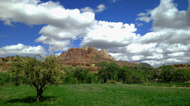 istock Apple tree in green pastures with puffy white clouds of springtime below Mount Kinesava in Zion National Park as seen from Rockville Utah 670946768
