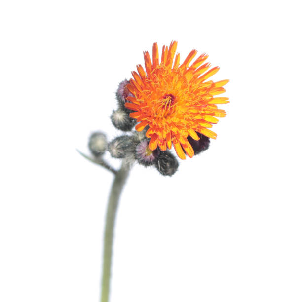 A yellow daisy bud about to bloom.