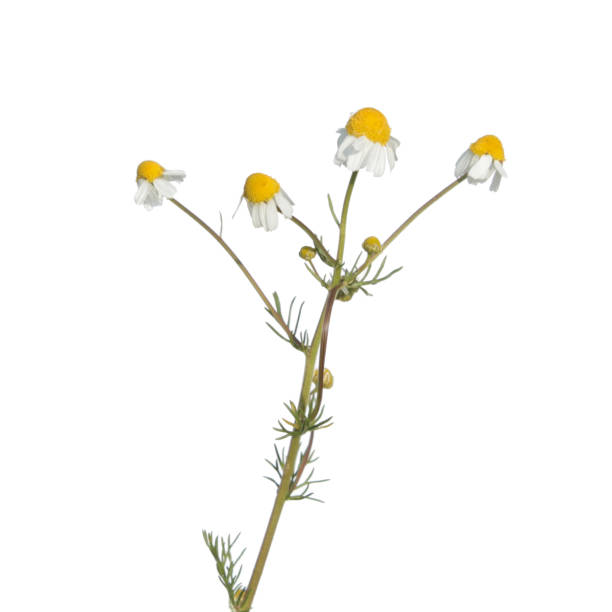 istock Chamomile (Matricaria chamomilla) - medicinal plant isolated on white background 670949892