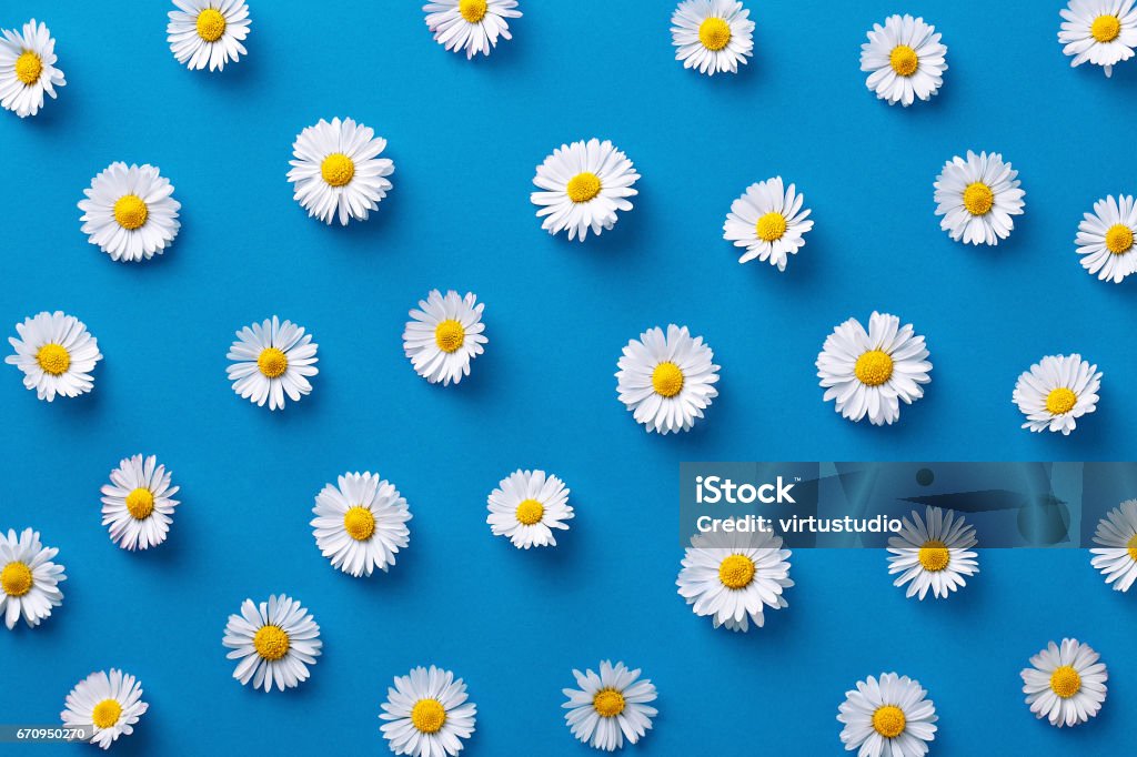 Modèle de Daisy. Ressort plat laïc et fleurs d’été sur un fond bleu. Concept de répétition. Vue de dessus - Photo de Fleur - Flore libre de droits