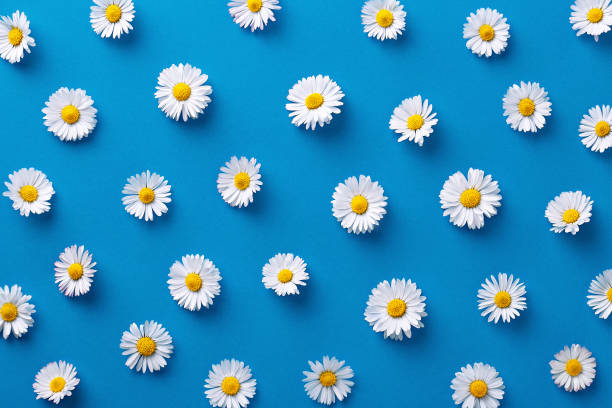 Daisy pattern. Flat lay spring and summer flowers on a blue background. Repeat concept. Top view stock photo