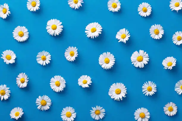 Photo of Daisy pattern. Flat lay spring and summer flowers on a blue background. Repeat concept. Top view