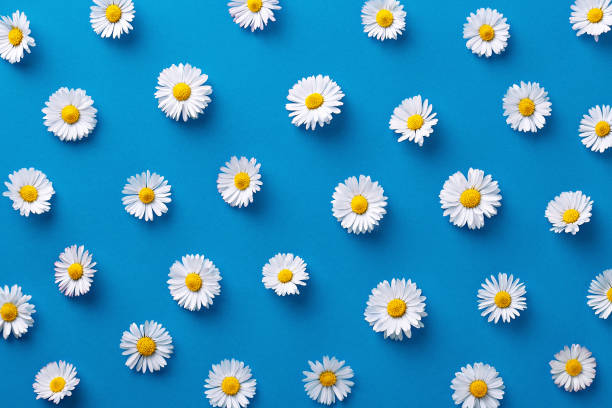 daisy pattern. flat lay spring and summer flowers on a blue background. repeat concept. top view - blue chamomile imagens e fotografias de stock