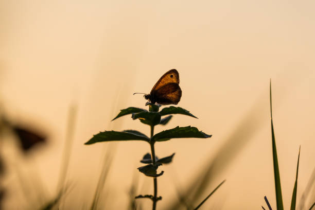 istock Colorful butterflies in the grass, on a summer day 670950746