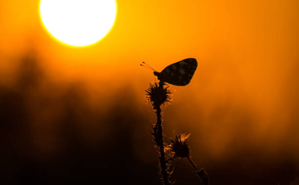 istock Butterfly profiled on warm sunset colors 670950768