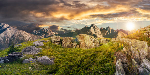 istock Dandelions among the rocks in High Tatra mountains 670950856