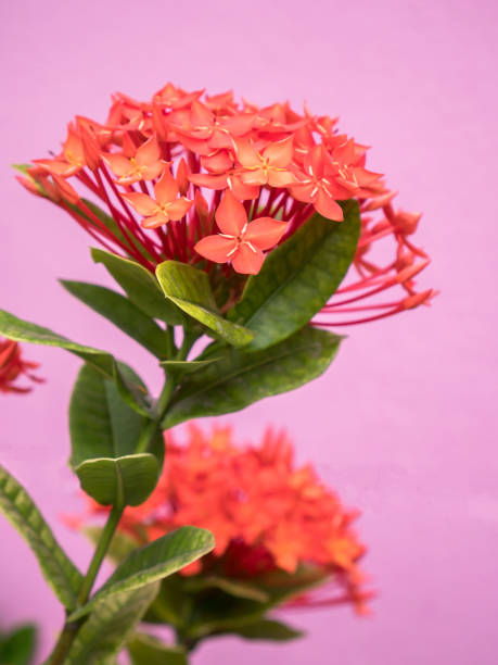 istock red ixora flower; Rauvolfia serpentine 670958012