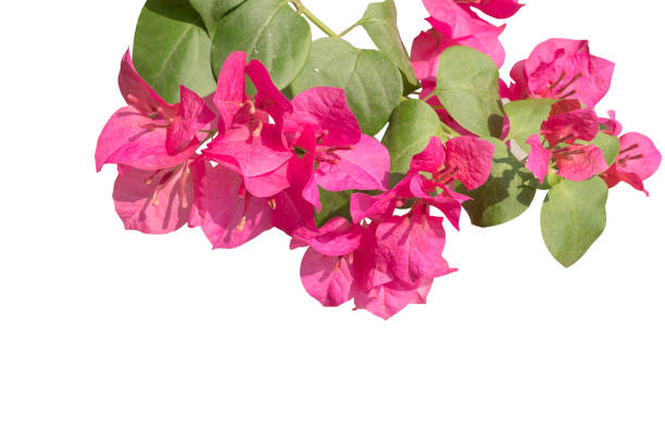 istock Pink Bougainvillea flowe isolated with clip path or paper flower 670960432