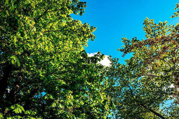 istock Low Angle View Of Trees Against Clear Blue Sky 670962875