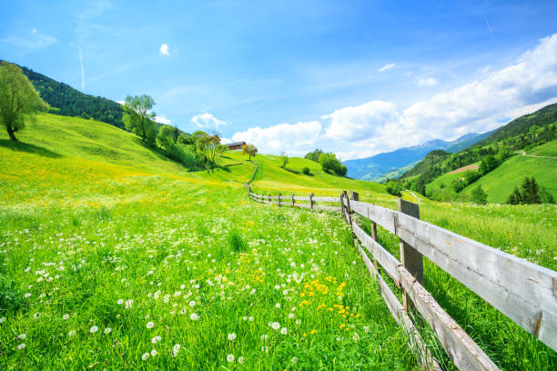 Alpen Landscape - Green field Blue Sky - Spring meadow