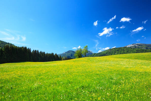 istock Alpen Landscape - Green field, Spring Meadow Blue Sky 670963868