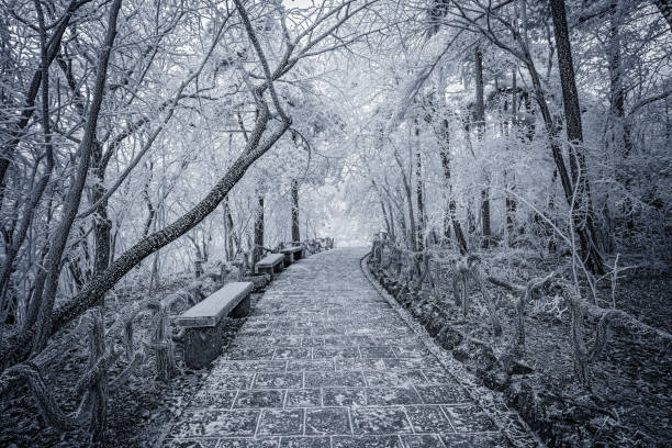 Winter sunrise landscape in Huangshan National park. Winter tourist trail in Huangshan National park. China. huangshan mountains stock pictures, royalty-free photos & images