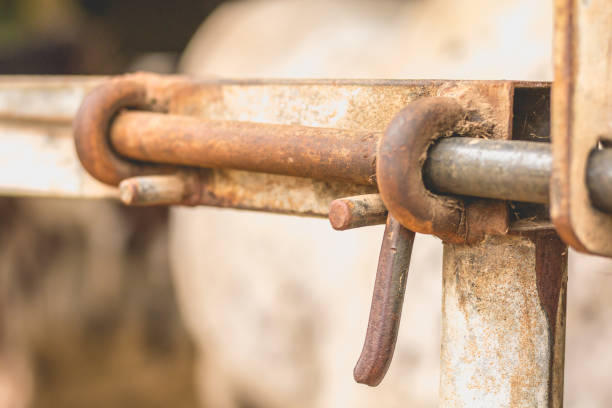 close-up of the lock of a paddock - horse stall stable horse barn imagens e fotografias de stock