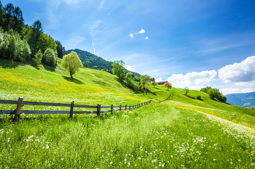 Alpen Landscape - Green field Blue Sky - Spring meadow and Fence