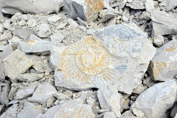 istock limestone rock with Ammonite fossil 670967770