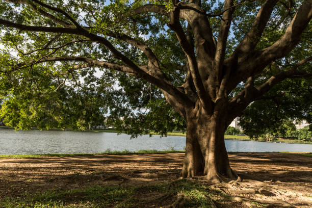 istock Ibirapuera Park in Sao Paulo, Brazil 670968028