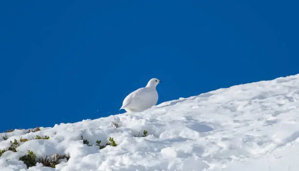 Ptarmigan - Partridge - Lagopus molt - winter, winter