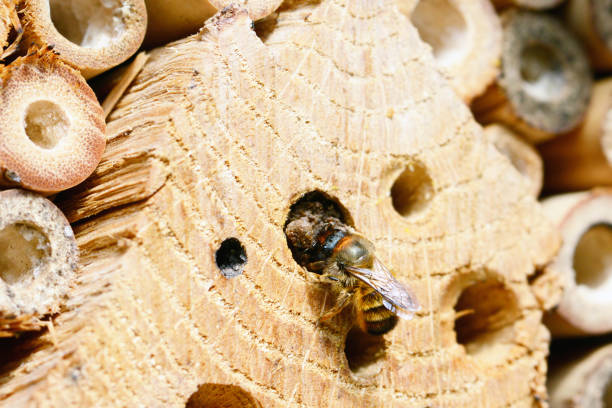 insect hotel with wild bee (osmia bicornis) - bicornis imagens e fotografias de stock