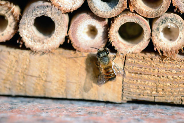 hotel inseto com abelha selvagem (osmia bicornis) - bicornis - fotografias e filmes do acervo