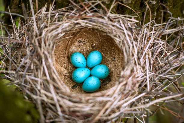 istock Nest of a bird with five eggs in the wild. 670971098