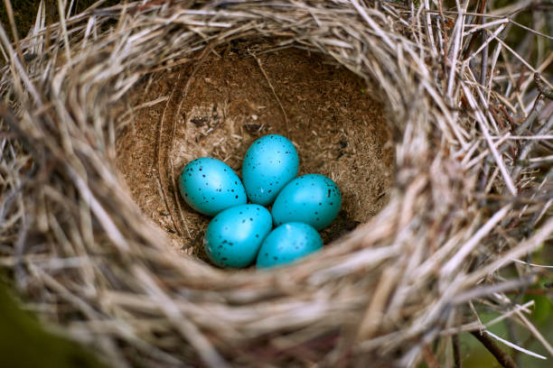istock Nest of a bird with five eggs in the wild. 670971100