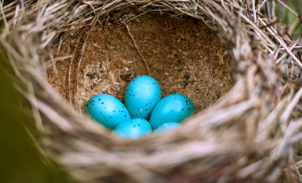 istock Nest of a bird with five eggs in the wild. 670971104
