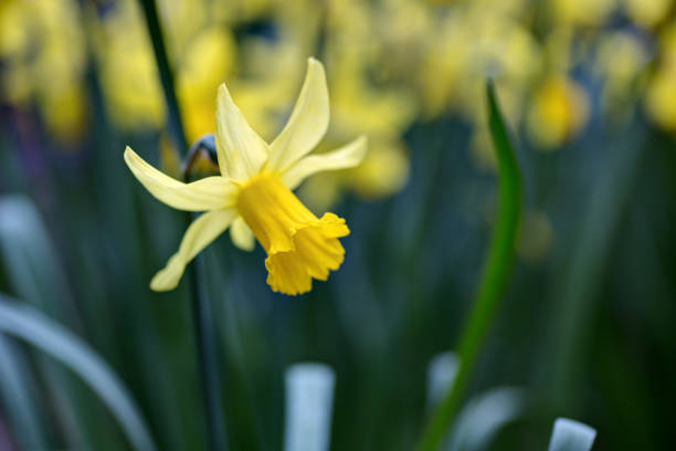 istock closeup of yellow daffodil 670973776