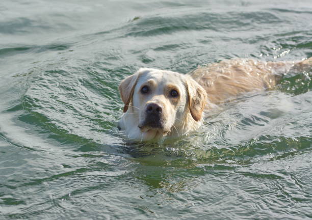 istock Labrador swims in the lake 670974890