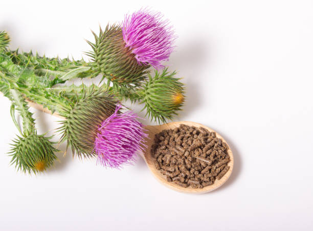istock Granular and fresh thistle with flowers. (Silybum marianum) 670975040
