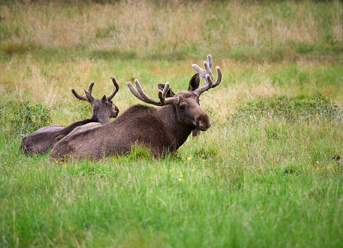 Two brown elks lying on green grass at summertime meadow.