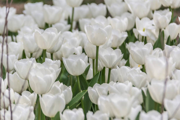 istock white tulips closeup shooting, landscape view 670982612