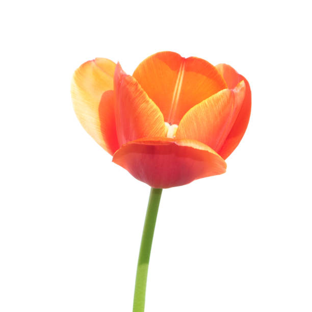 istock Orange tulip isolated on white background 670982998
