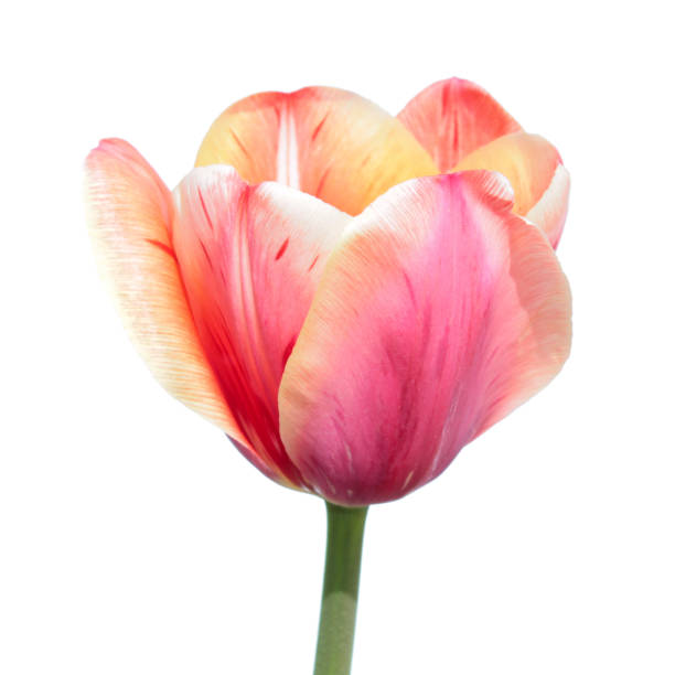 istock Tulip broken by viruses. Variegated colors produced by Tulip Breaking Virus (mosaic virus) 670983152