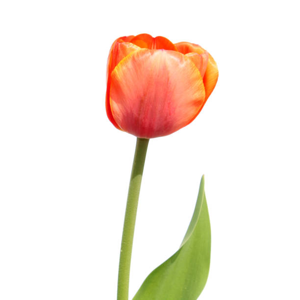 istock Orange tulip isolated on white background 670983180