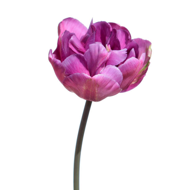 istock Purple tulip isolated on white background 670983206